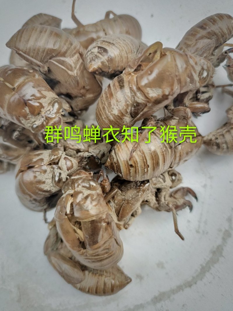 蝉蜕虫螁金蝉壳金蝉皮蝉壳蝉皮蝉衣知了壳知了皮爬叉壳爬叉皮