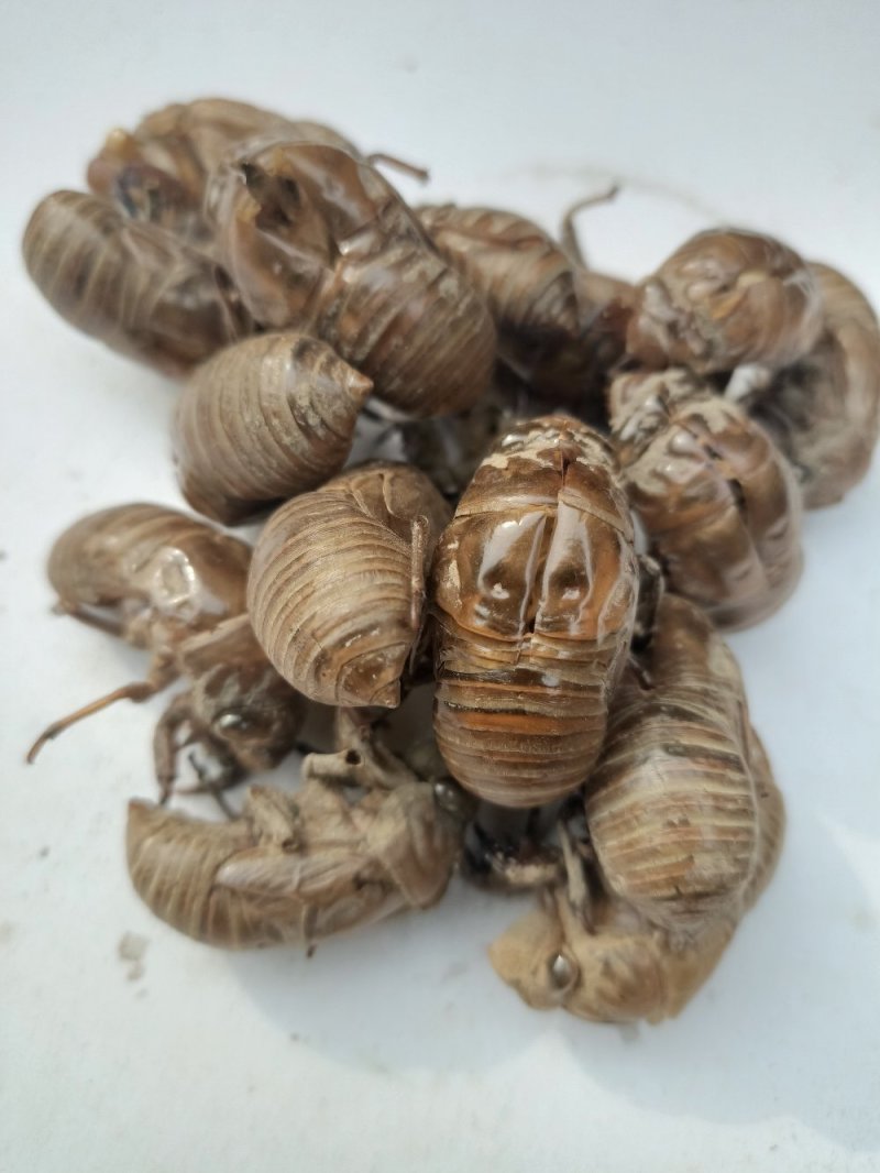 蝉蜕虫螁金蝉壳金蝉皮蝉壳蝉皮蝉衣知了壳知了皮爬叉壳爬叉皮