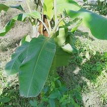 皇帝蕉苗，适合大小规漠种植，包种植技术，包成活。