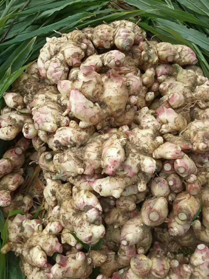 广西百色冷库姜
