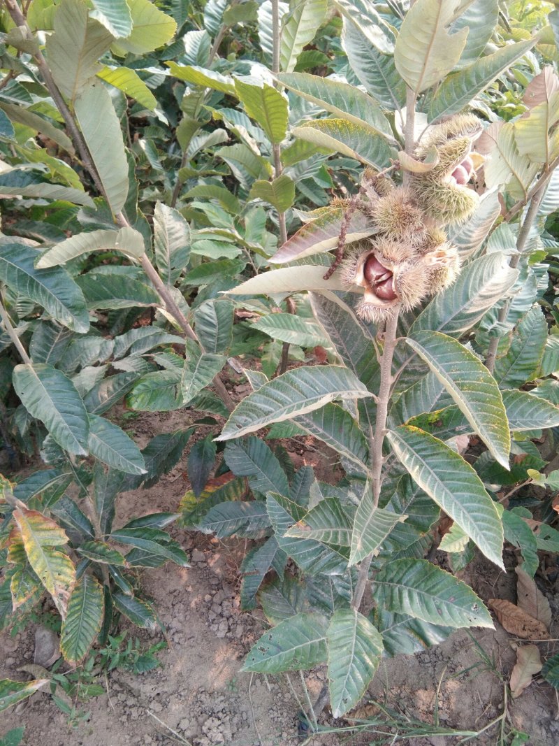 板栗苗当年嫁接当年挂果量大优惠提供技术指导死苗补发
