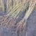 紫椴苗一年苗二年苗胸径2公分左右的