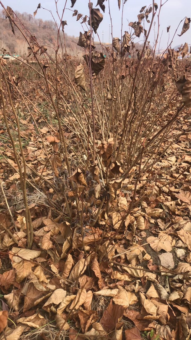 紫椴苗一年苗二年苗胸径2公分左右的