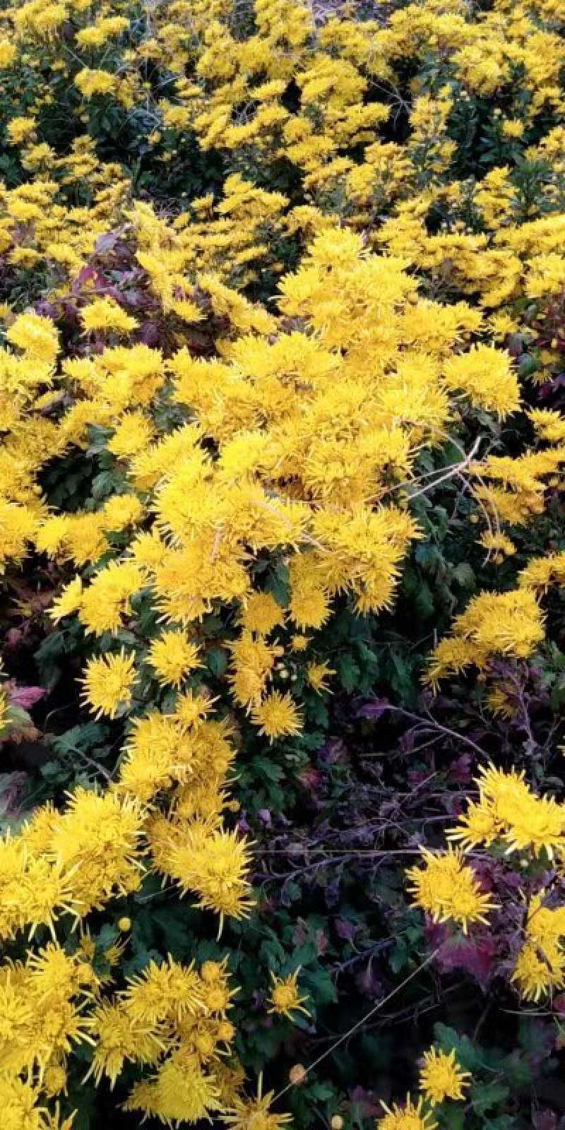 金丝皇菊