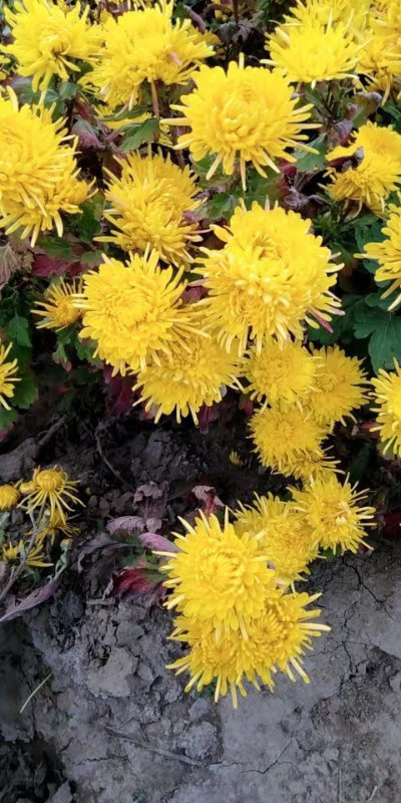 金丝皇菊