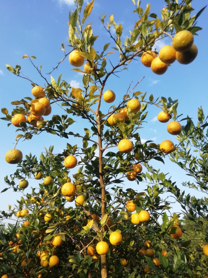 香橙果果，香橙种子，苗木，花树