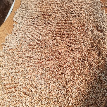 香橙果果，香橙种子，苗木，花树