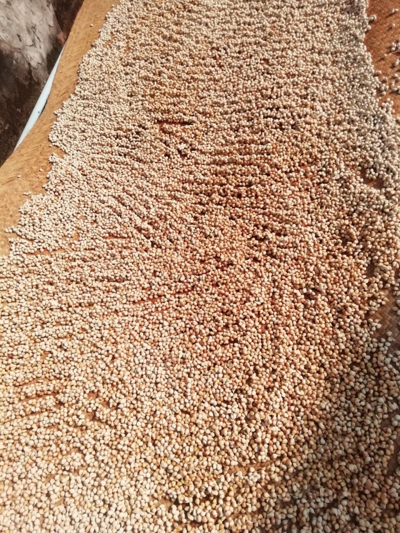 香橙果果，香橙种子，苗木，花树