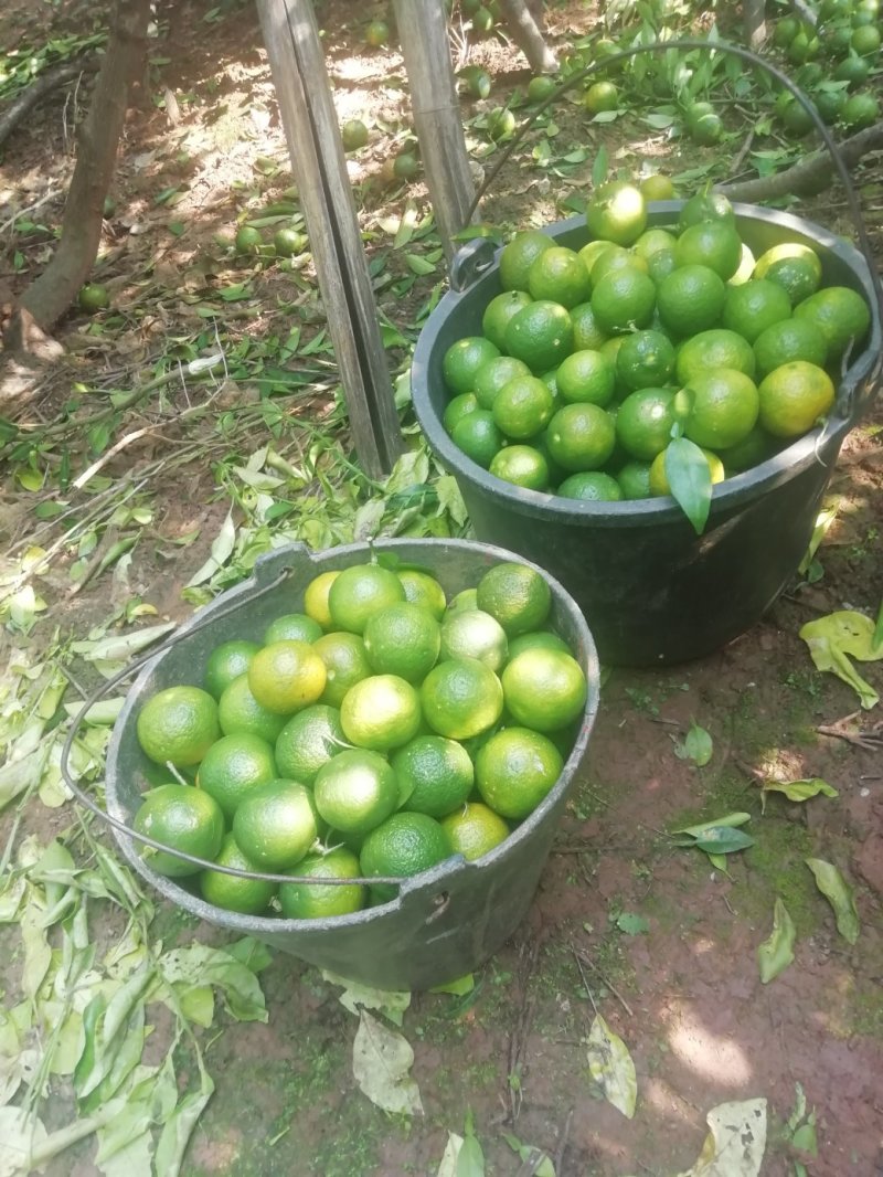 香橙果果，香橙种子，苗木，花树