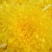 金丝黄菊
