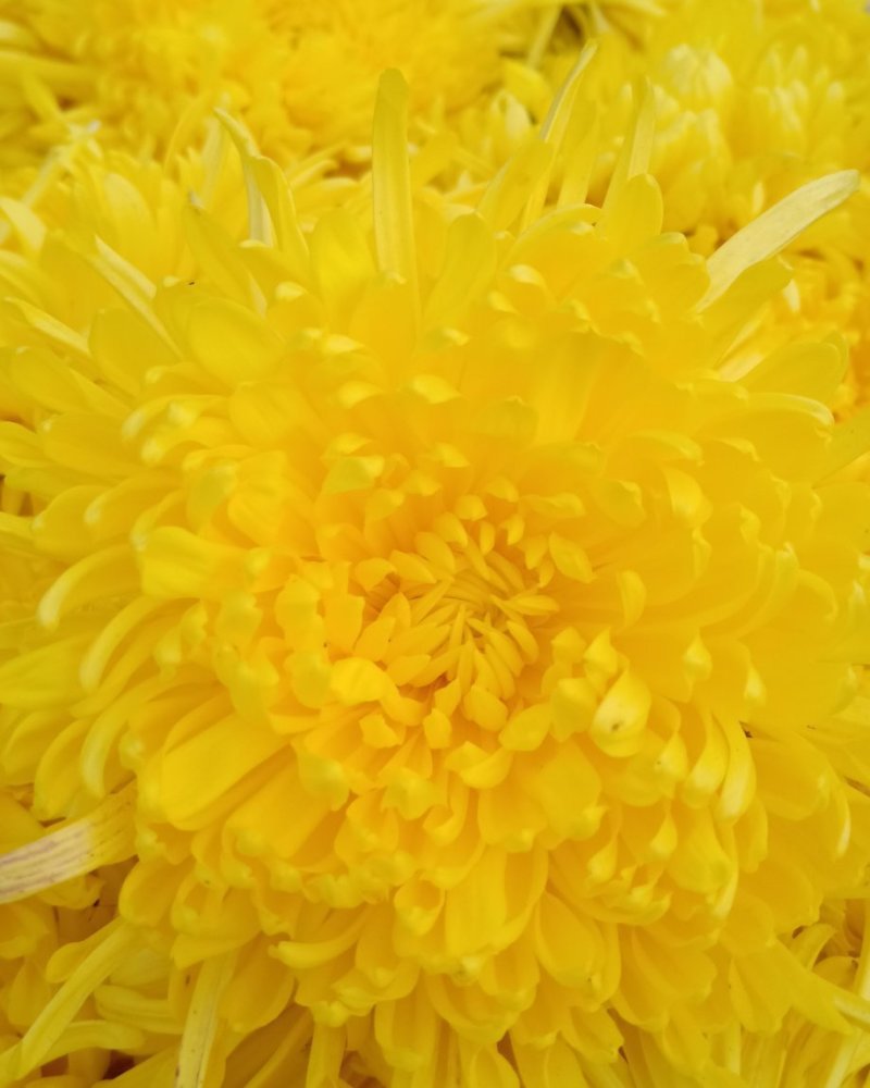 金丝黄菊