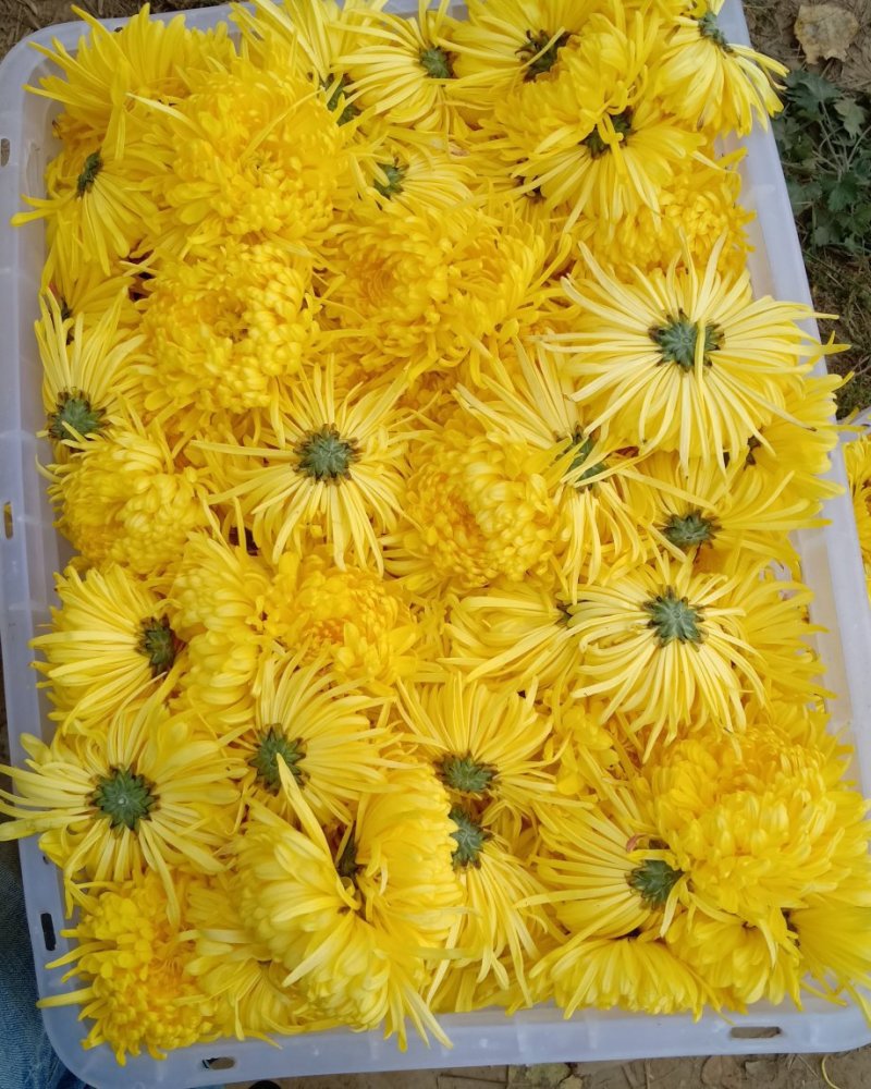 金丝黄菊