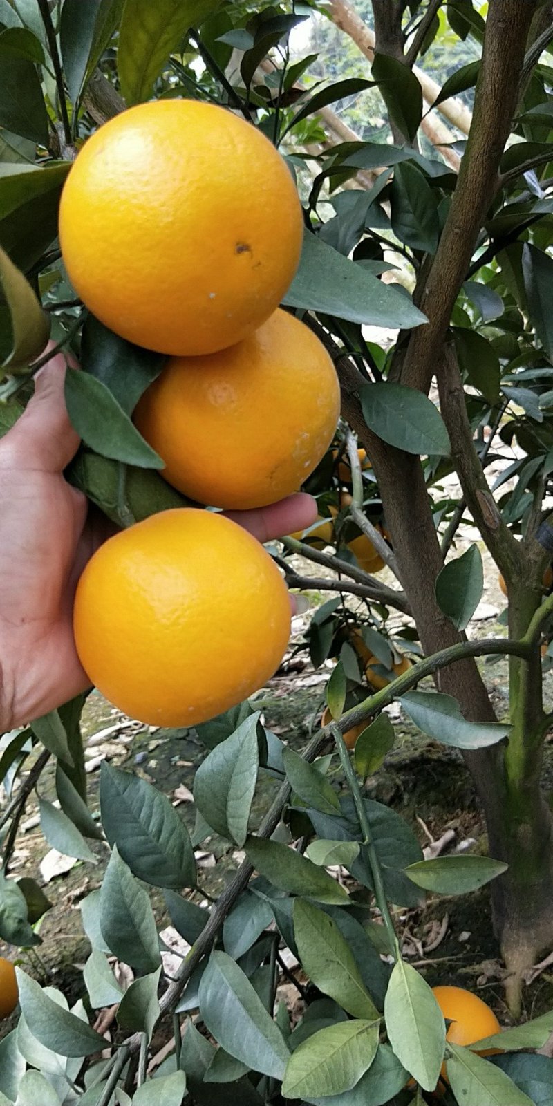 红江澄、白澄、沃柑、冒谷柑、砂糖橘大量上市