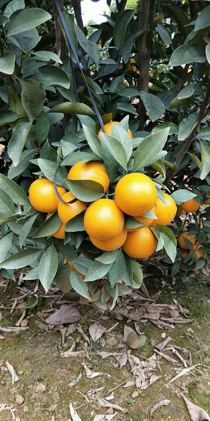 红江澄、白澄、沃柑、冒谷柑、砂糖橘大量上市