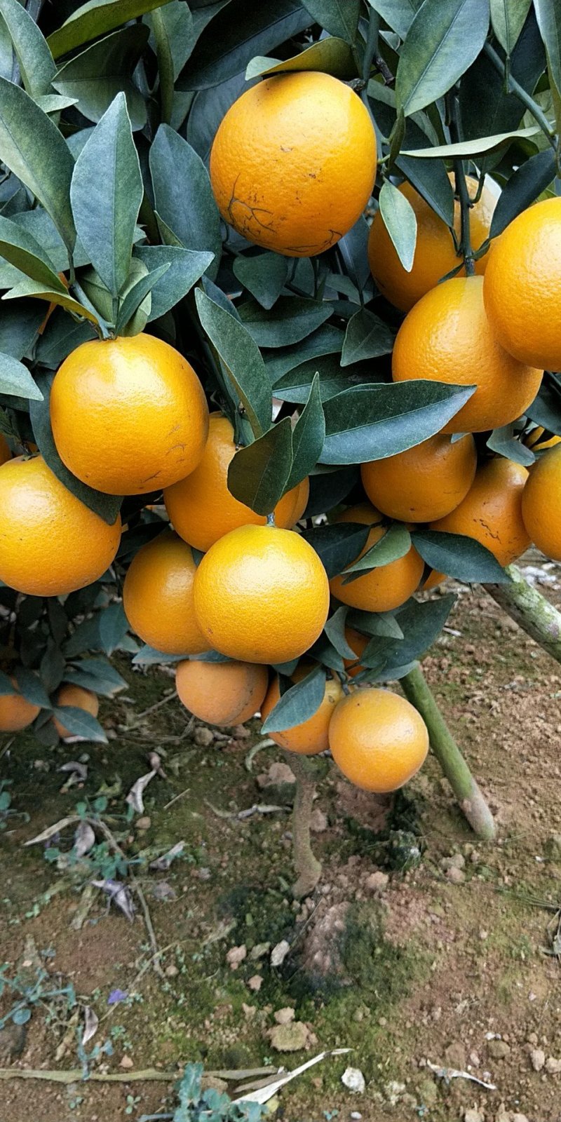 红江澄、白澄、沃柑、冒谷柑、砂糖橘大量上市