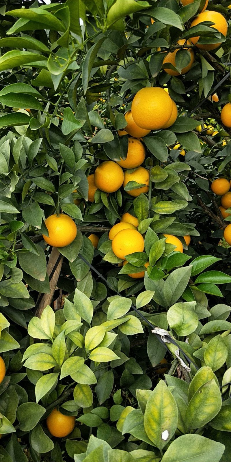 红江澄、白澄、沃柑、冒谷柑、砂糖橘大量上市
