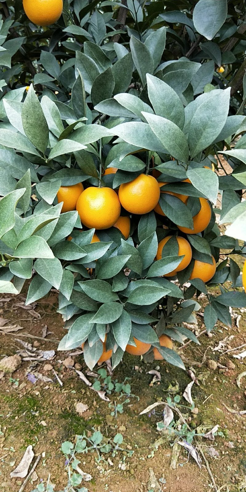 红江澄、白澄、沃柑、冒谷柑、砂糖橘大量上市