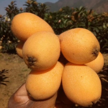枇杷