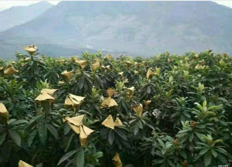 枇杷