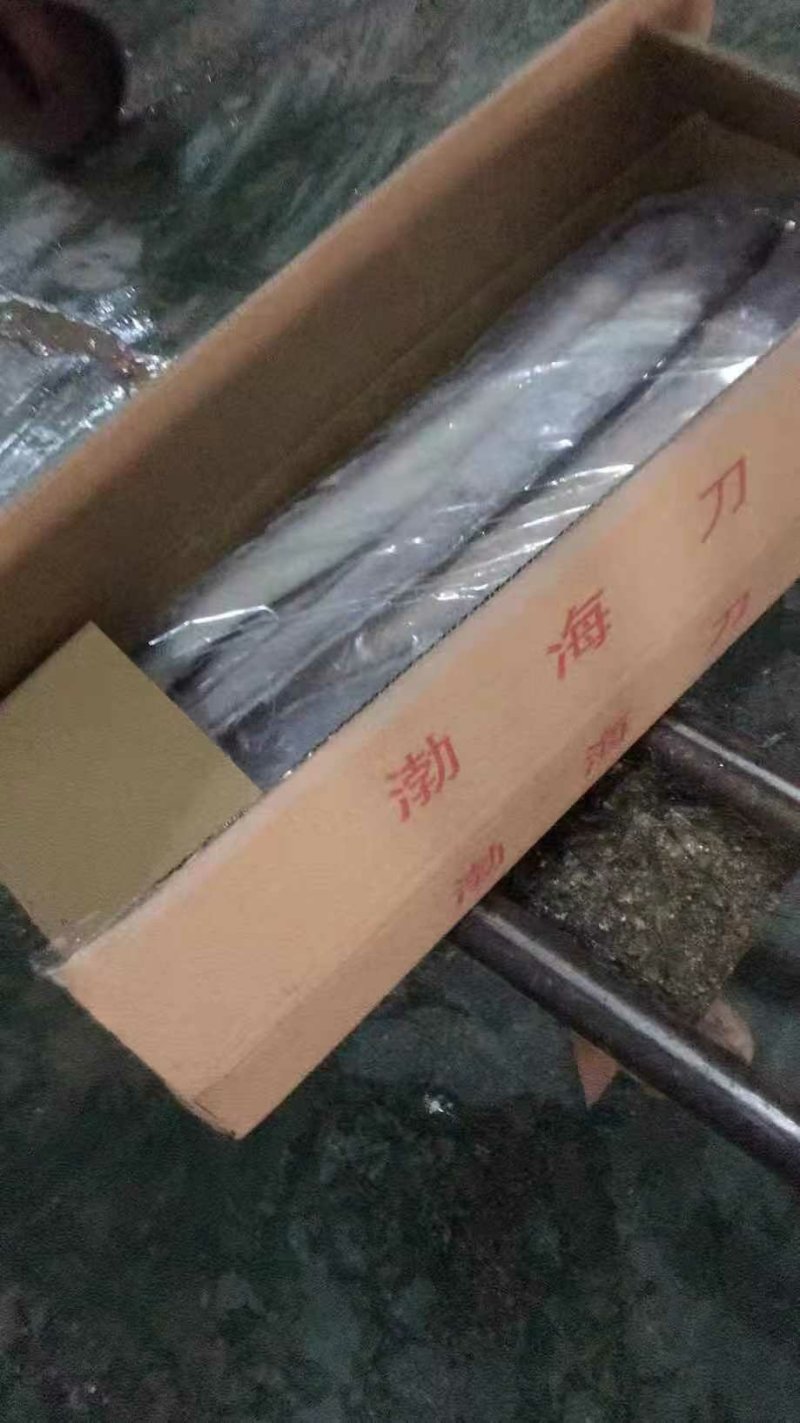 渤海刀鱼