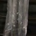 渤海刀鱼