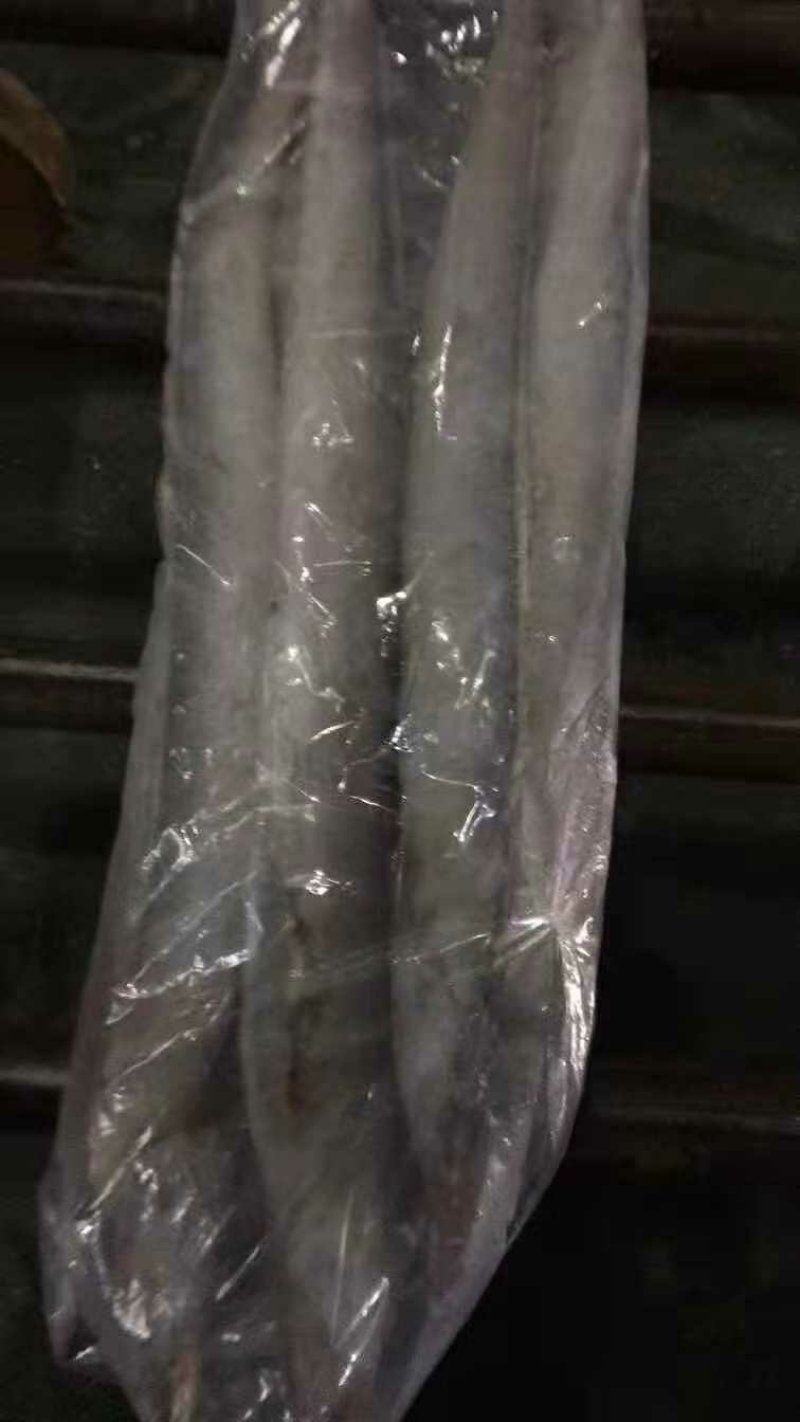 渤海刀鱼