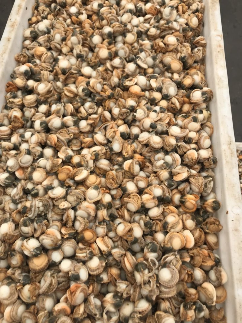 扇贝肉港湾贝肉产季加工干冰