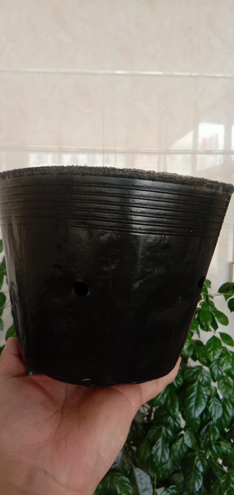 育苗杯21×21/2000个一件，9分一个。包邮到家！