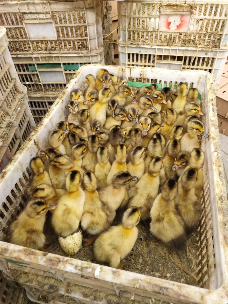 建湖麻鸭苗能长到六斤多出场巳做防疫