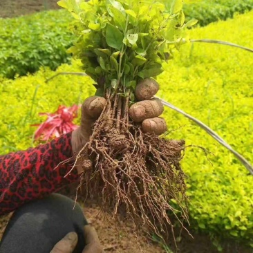 庭院绿化植物黄叶女贞苗金叶女贞苗绿化苗木金叶女贞小苗园林