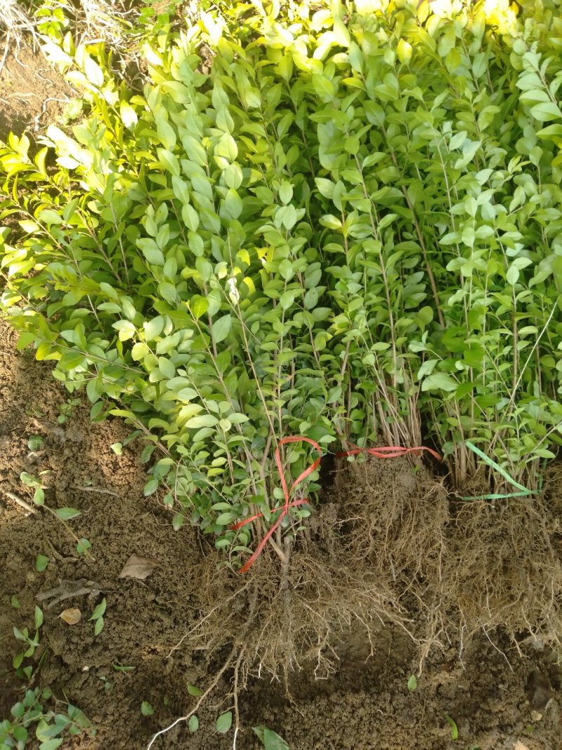 庭院绿化植物黄叶女贞苗金叶女贞苗绿化苗木金叶女贞小苗园林
