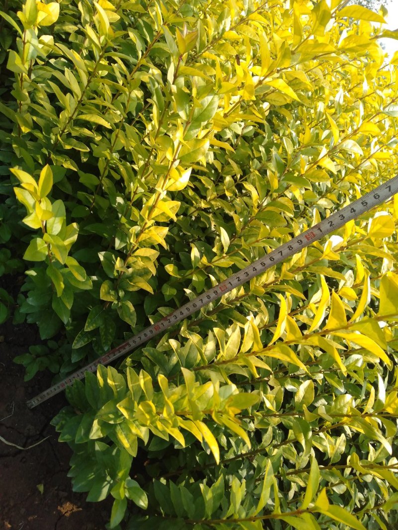 庭院绿化植物黄叶女贞苗金叶女贞苗绿化苗木金叶女贞小苗园林