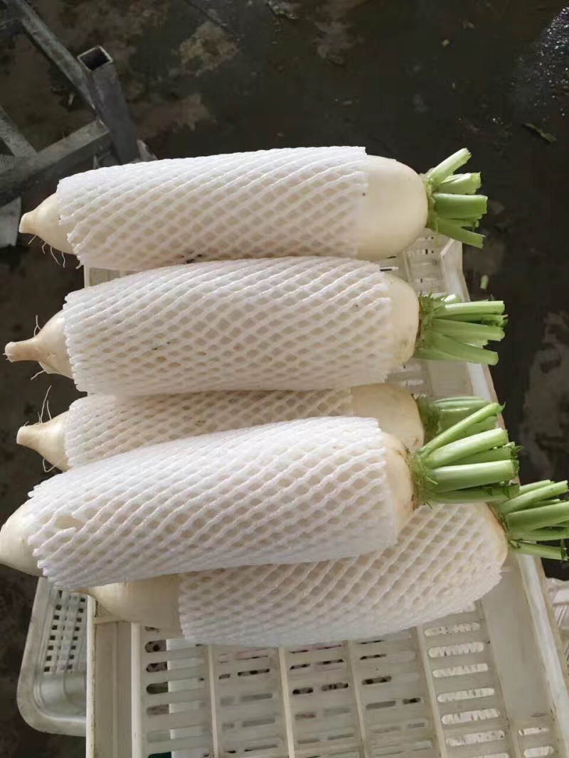萝卜，湖北枝江鸭子口白萝卜，脆甜皮薄，产地直供