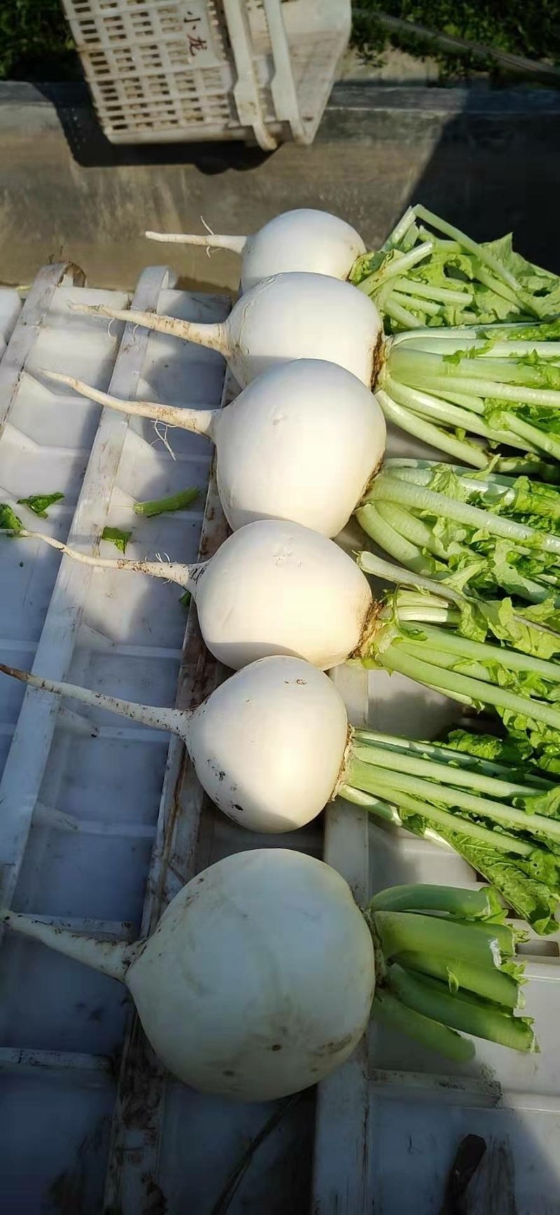 萝卜