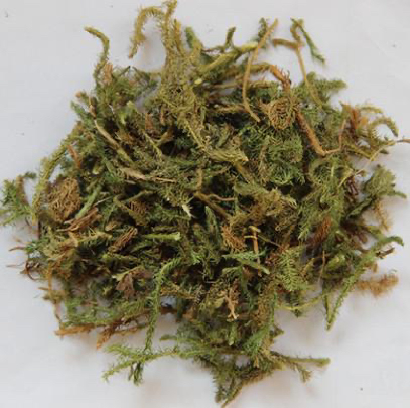 精品伸筋草中药材产地直销
