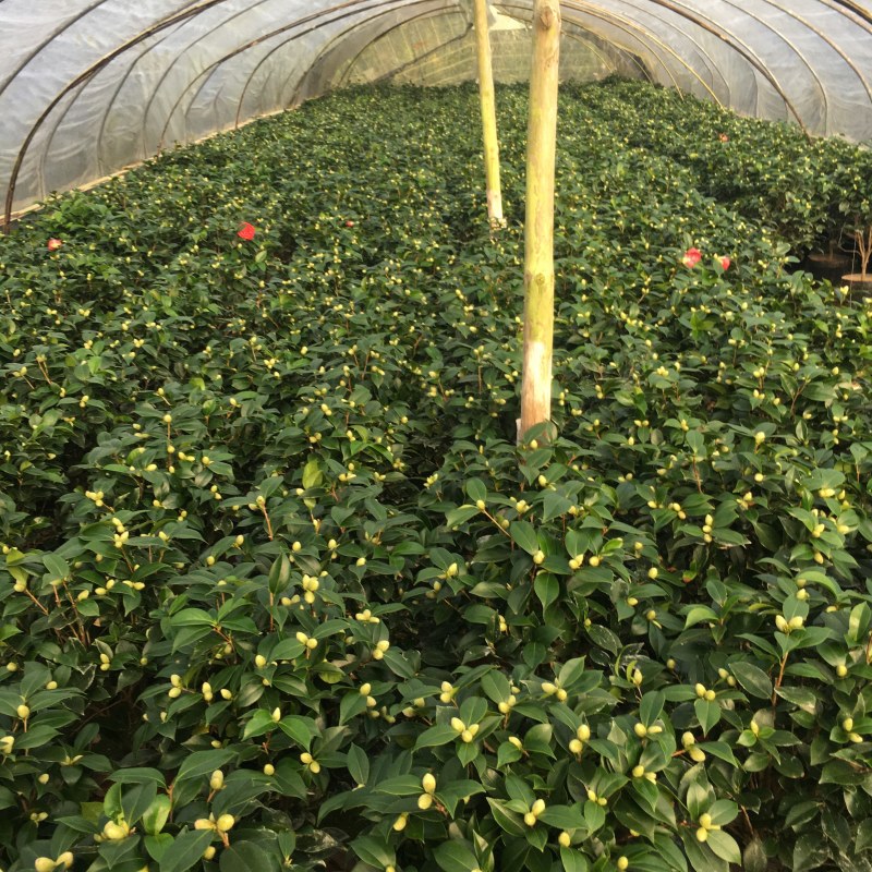 山茶花大红六角赤丹茶花产地直销批发一件起批