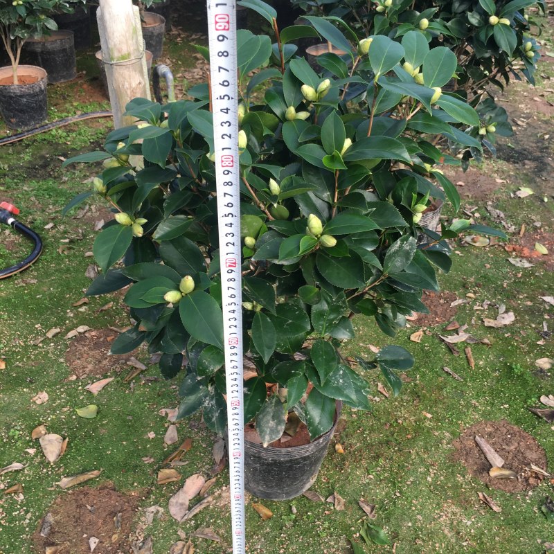 山茶花大红六角赤丹茶花产地直销批发一件起批