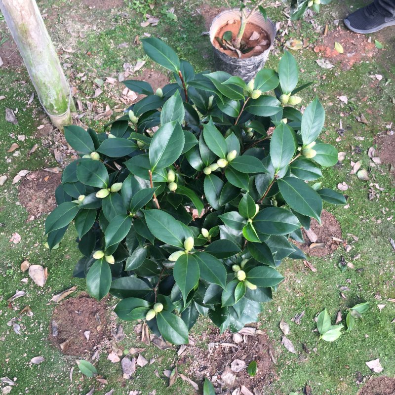 山茶花大红六角赤丹茶花产地直销批发一件起批