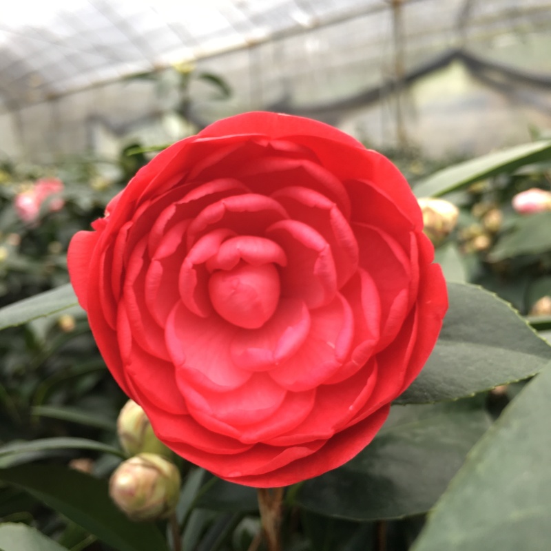 山茶花大红六角赤丹茶花产地直销批发一件起批