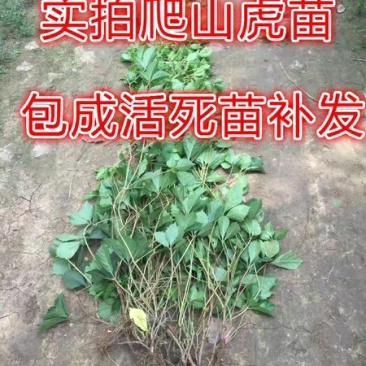 爬山虎苗攀援藤植物四季爬藤南北方种植绿化