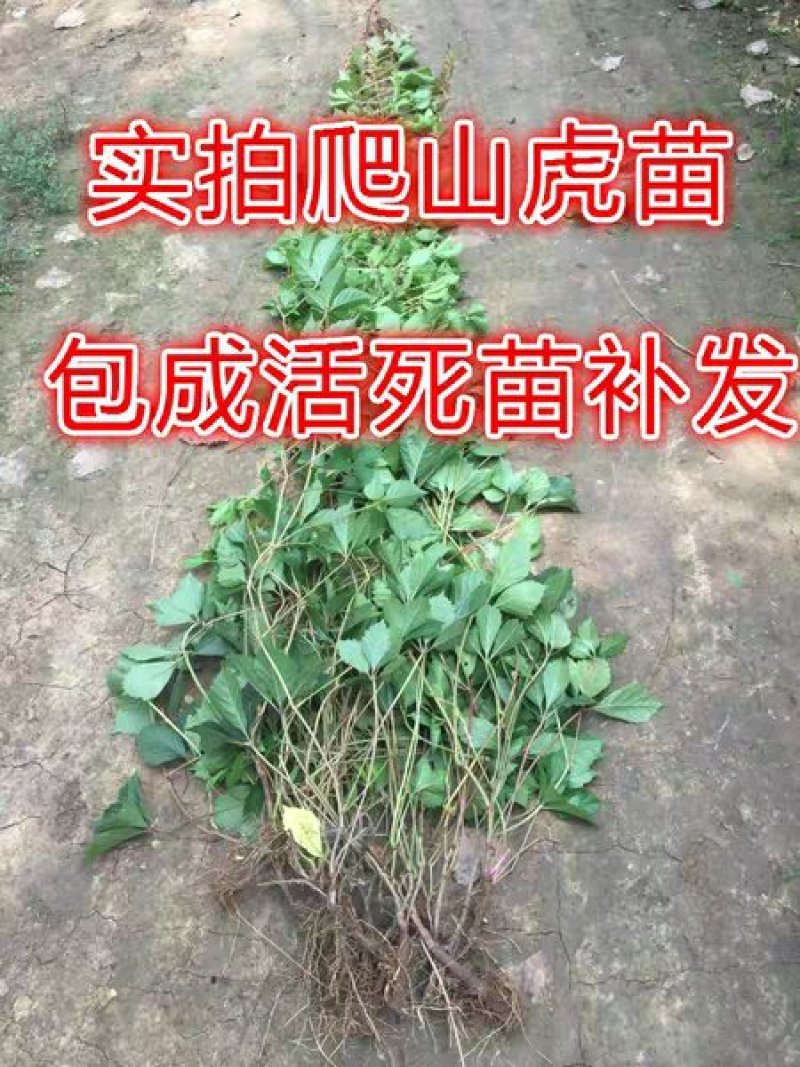 爬山虎苗攀援藤植物四季爬藤南北方种植绿化