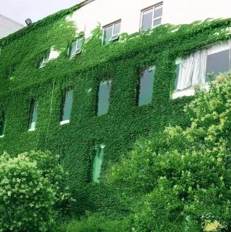 爬山虎苗攀援藤植物四季爬藤南北方种植绿化