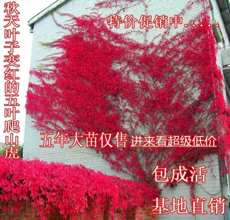 爬山虎苗攀援藤植物四季爬藤南北方种植绿化