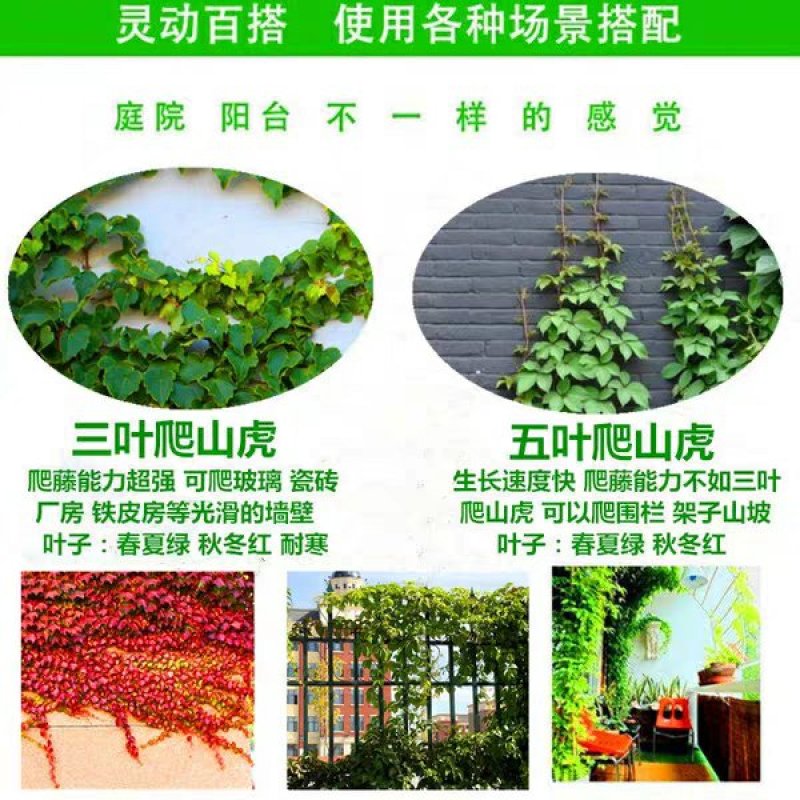 爬山虎苗攀援藤植物四季爬藤南北方种植绿化