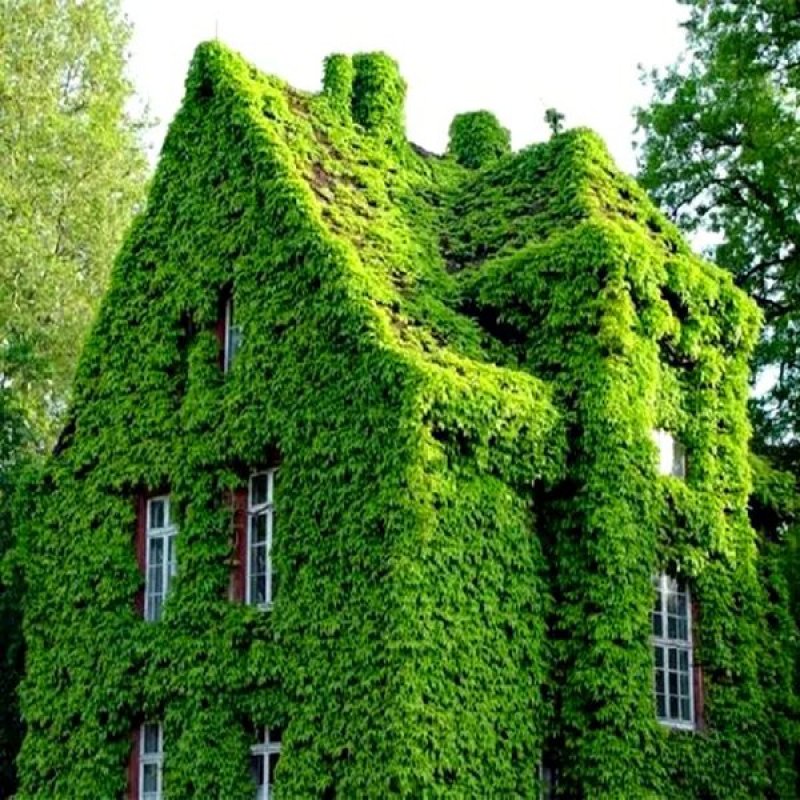 爬山虎苗攀援藤植物四季爬藤南北方种植绿化
