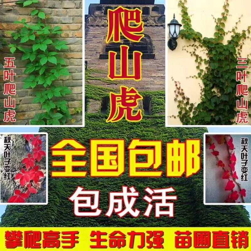 爬山虎苗攀援藤植物四季爬藤南北方种植绿化