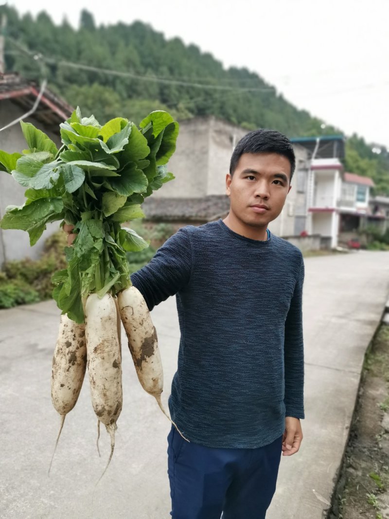 潼南白萝卜，白得发亮，长期供应，打包散装精品货，可买青山