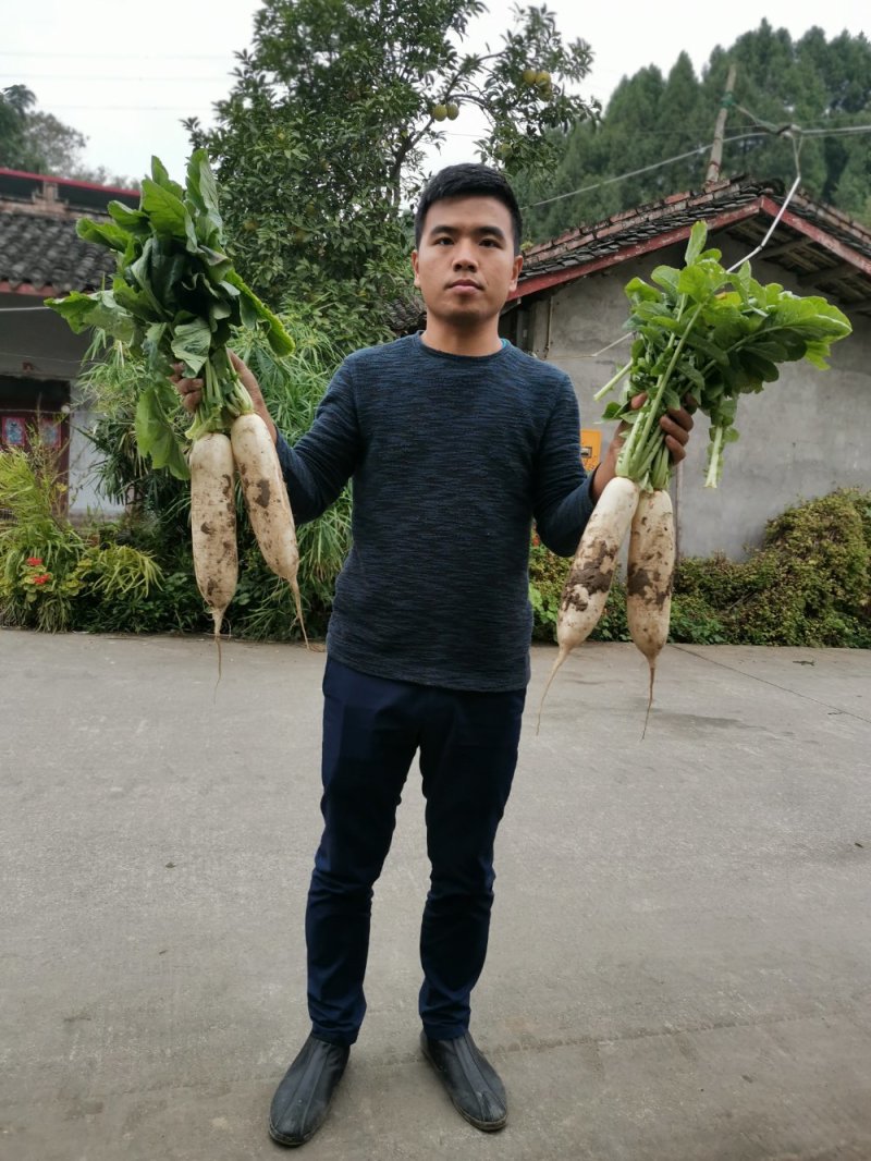 潼南白萝卜，白得发亮，长期供应，打包散装精品货，可买青山