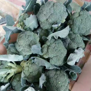 万亩小米西兰花大量上市