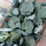 万亩小米西兰花大量上市